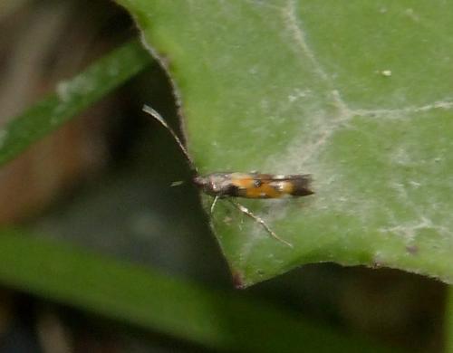 Mompha sp.